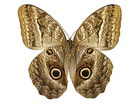 フクロウチョウ属その1