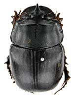 コガネムシ科その1