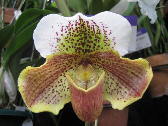 沖縄国際洋蘭博覧会 2008 パフィオ15