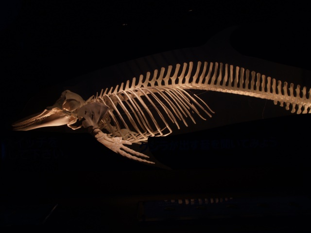 ラッコ・イルカ館 イルカプール