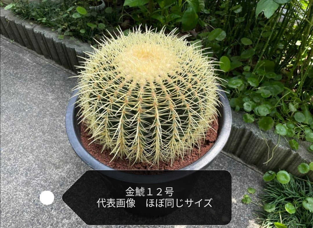 サボテン 金鯱 12号 特特大サイズ ロックガーデン 観葉植物 アガベ