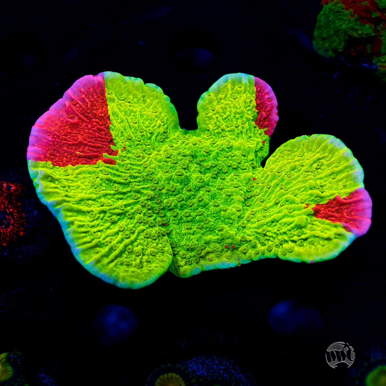 XL WWC Jaw Breaker Grafted Montipora