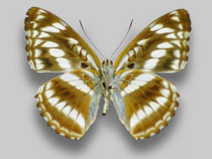 ヤエヤマイチモンジ標本