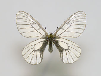 ウスバシロチョウとヒメウスバシロチョウ比較