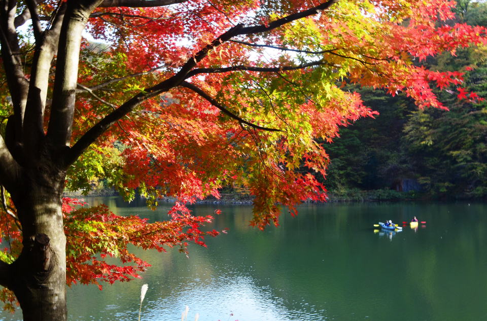碓氷峠 アプトの道 紅葉