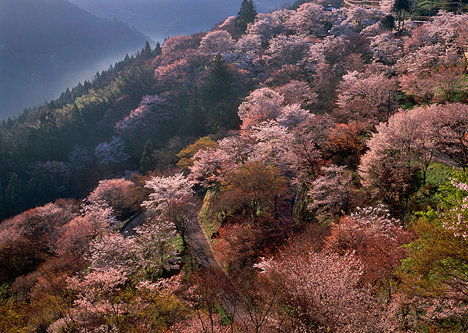 四季のおすすめスポット｜奈良県観光[公式サイト] あをによし なら旅ネット