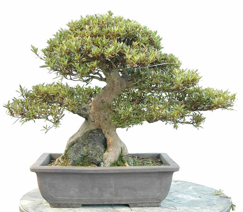 光琳 こうりん : ヤマカ園芸, 皐月販売