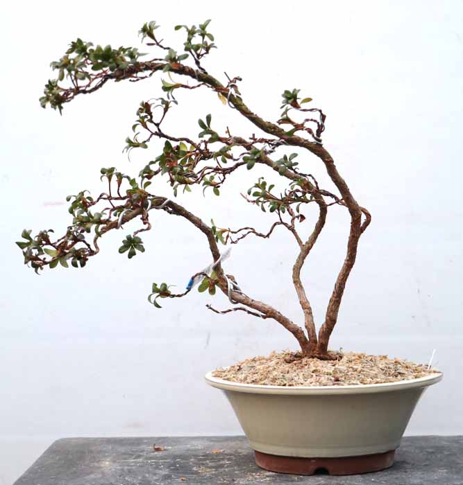 幹周 7cm未満 : ヤマカ園芸, 皐月販売