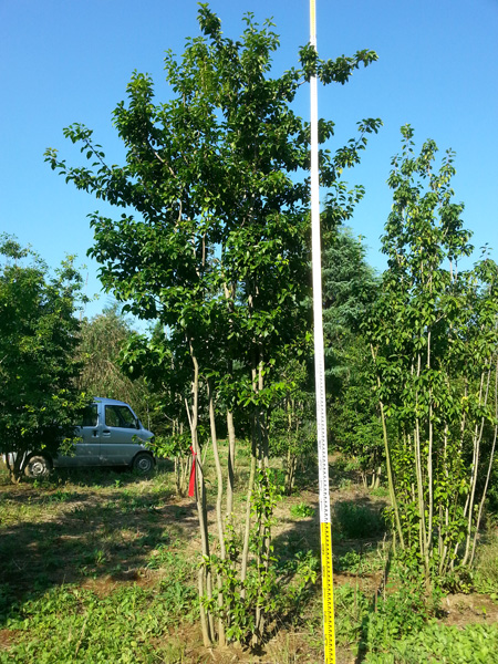 ソヨゴ メス 株立 山採り天然木 | 八進緑産株式会社