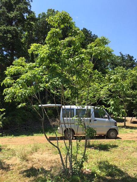 山採り天然木 アオダモ株立 高さ3.4m | 八進緑産株式会社