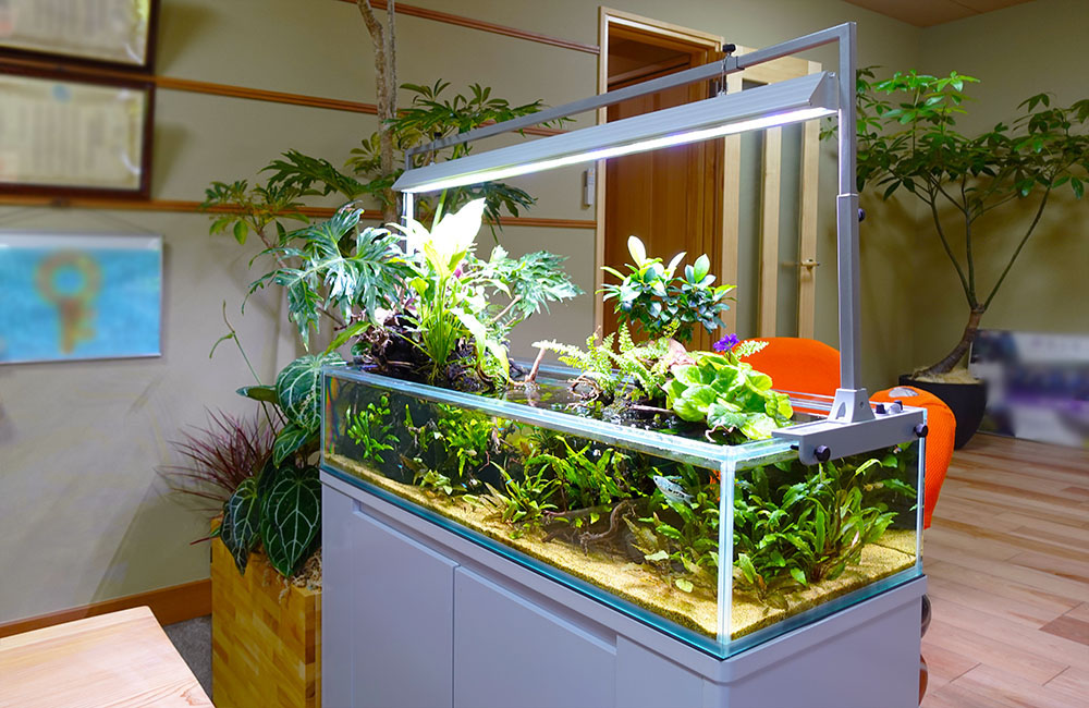 企業様に設置！事務所の120cmアクアテラリウム水槽・その後｜東京