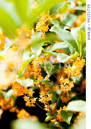 金木犀、キンモクセイ、きんもくせいの写真素材 [44151719] - PIXTA