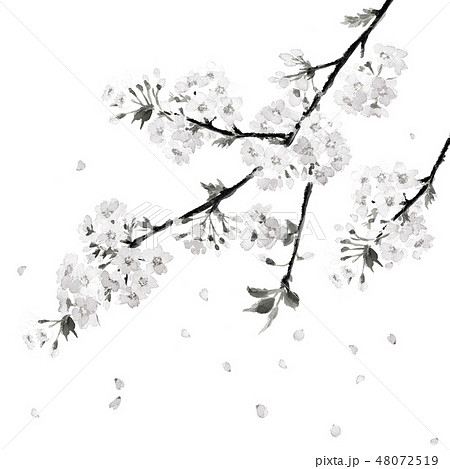 桜 さくら 花吹雪 満開 水墨画 モノトーンのイラスト素材 [48072519