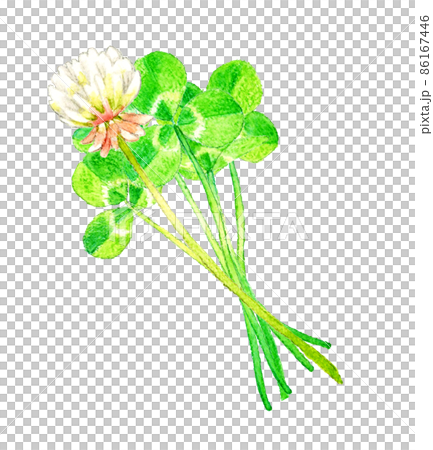 シロツメクサ（クローバー）のイラスト 春の草花の手描き水彩イラスト