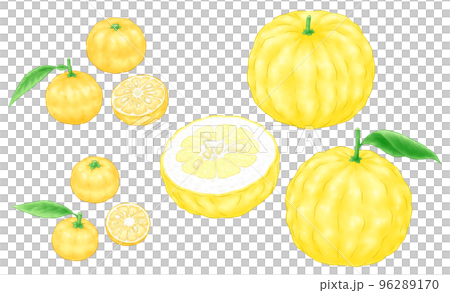Yuzu (Hon Yuzu), Hana Yuzu (Ichiyo Yuzu), and - Stock
