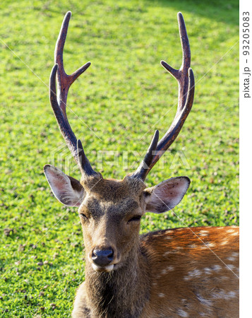 立派な角を生やした奈良公園の雄鹿の写真素材 [93205083] - PIXTA