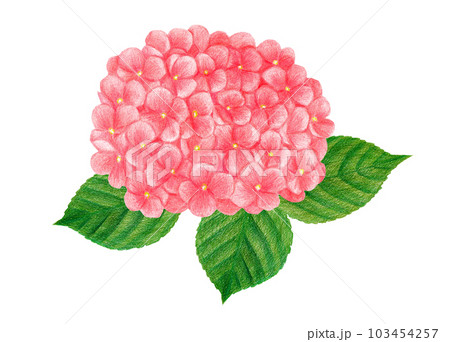 ピンクのアジサイの手描き色鉛筆画のイラスト素材 [103454257] - PIXTA