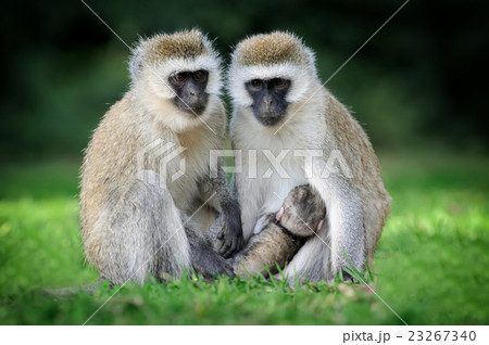 灰色 さる サル 猿の写真素材 - PIXTA