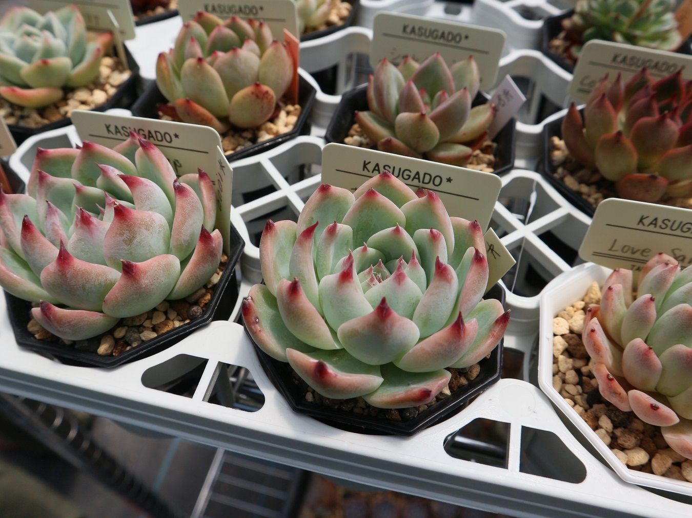 どんどん増えていく様子にハマる人続出！色カタチ様々な多肉植物を栽培