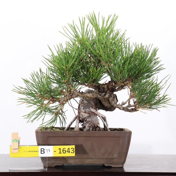 黒松【B73-1643】 | JA香川県 高松盆栽の郷オンラインストア