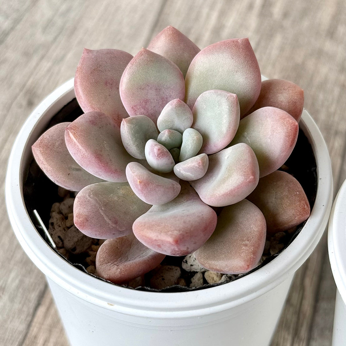 エケベリア – tagged 