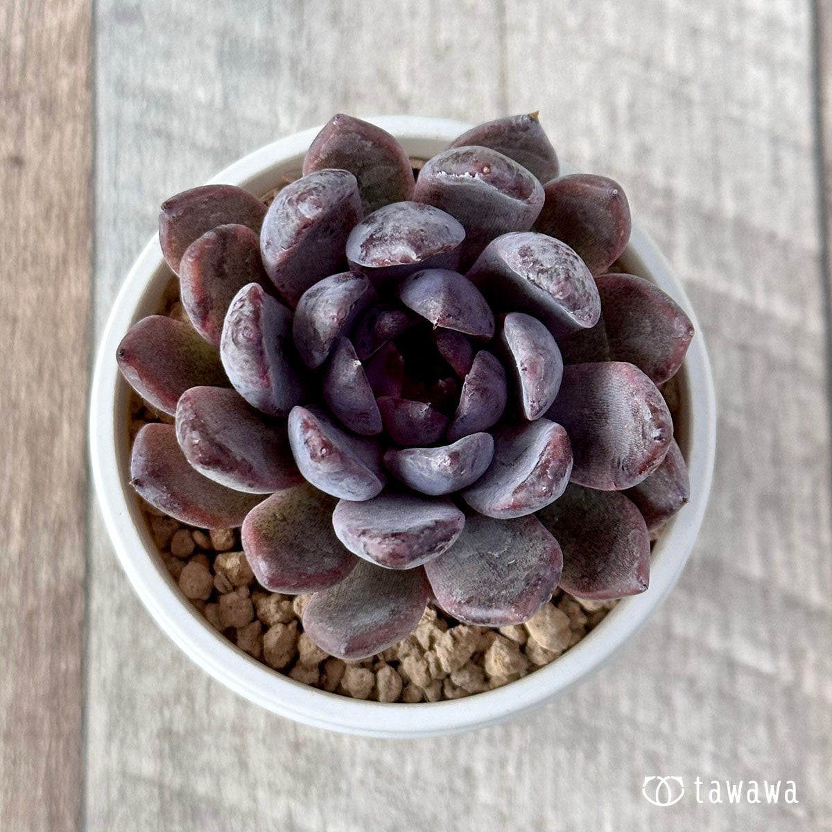 エケベリア – tagged 