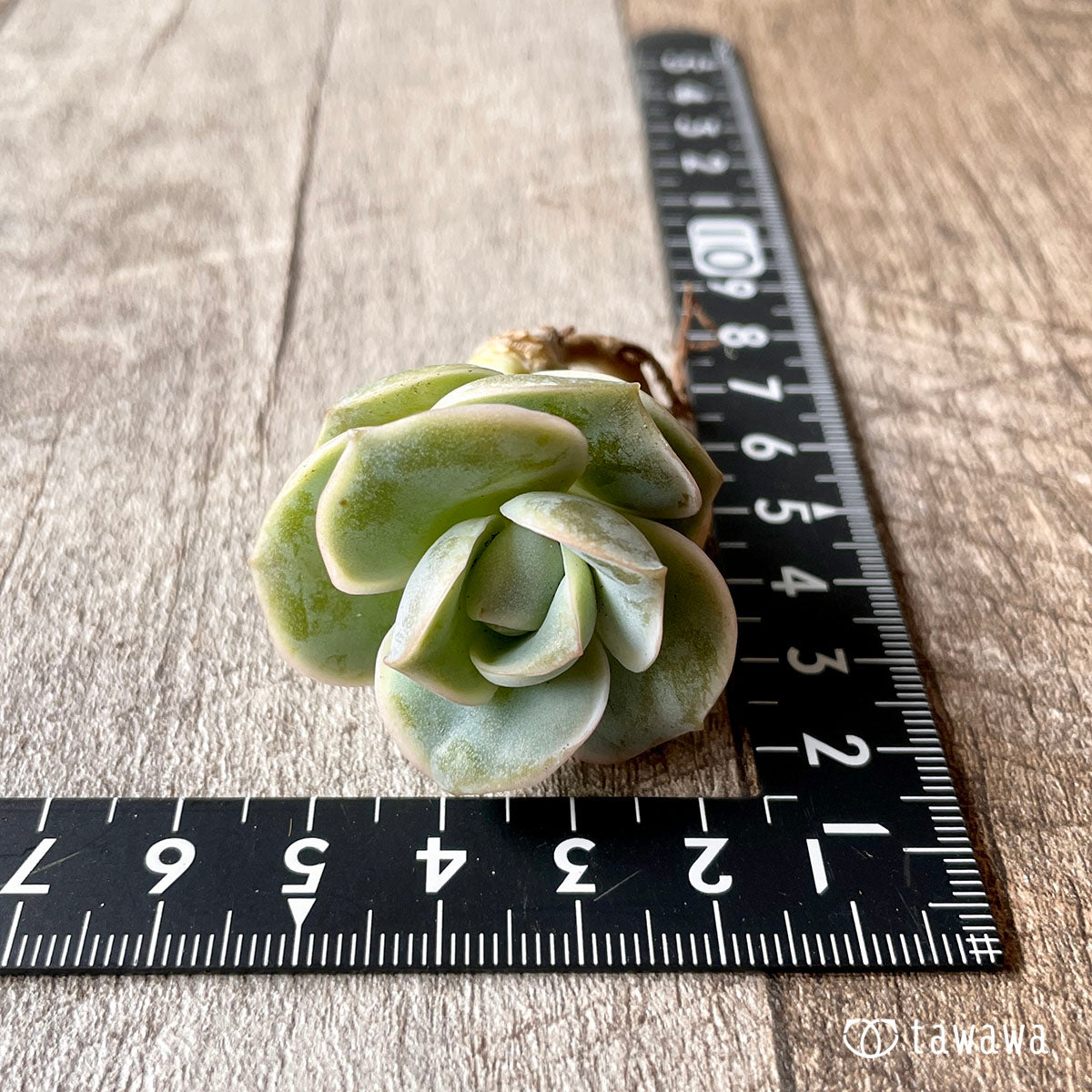 ラブリーローズ☆ – 多肉植物の通販・販売サイト tawawa