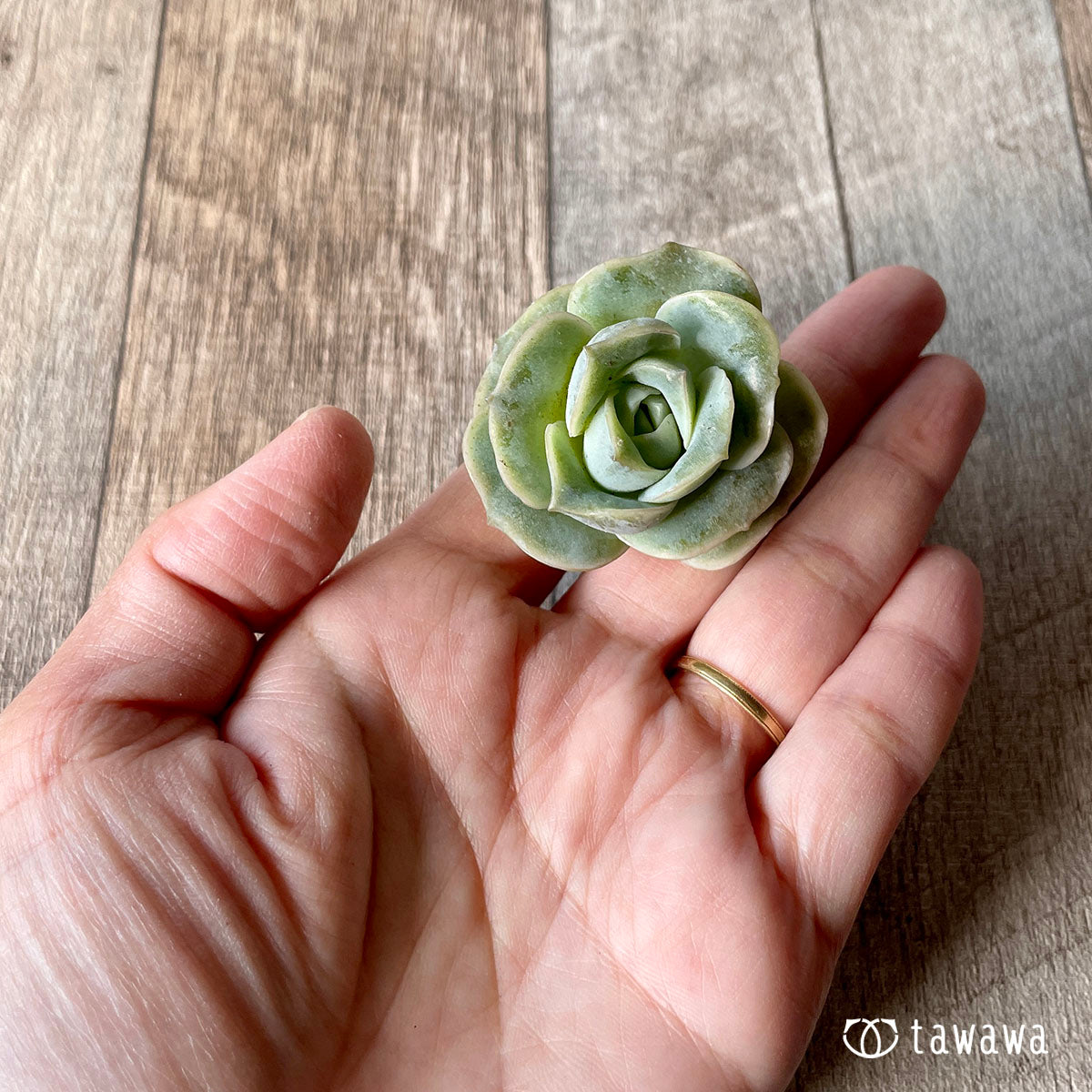 ラブリーローズ☆ – 多肉植物の通販・販売サイト tawawa
