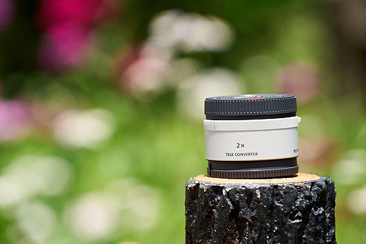 α7 IV”+SEL70200GM2+2倍テレコンで撮る「春の子リス」 - ソニーの新