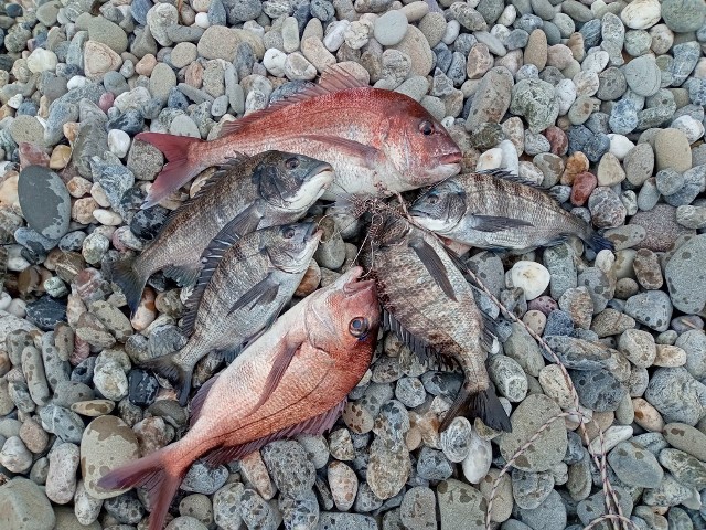 淡路島の地磯でマダイ、チヌ爆釣！ | テル釣りブログ