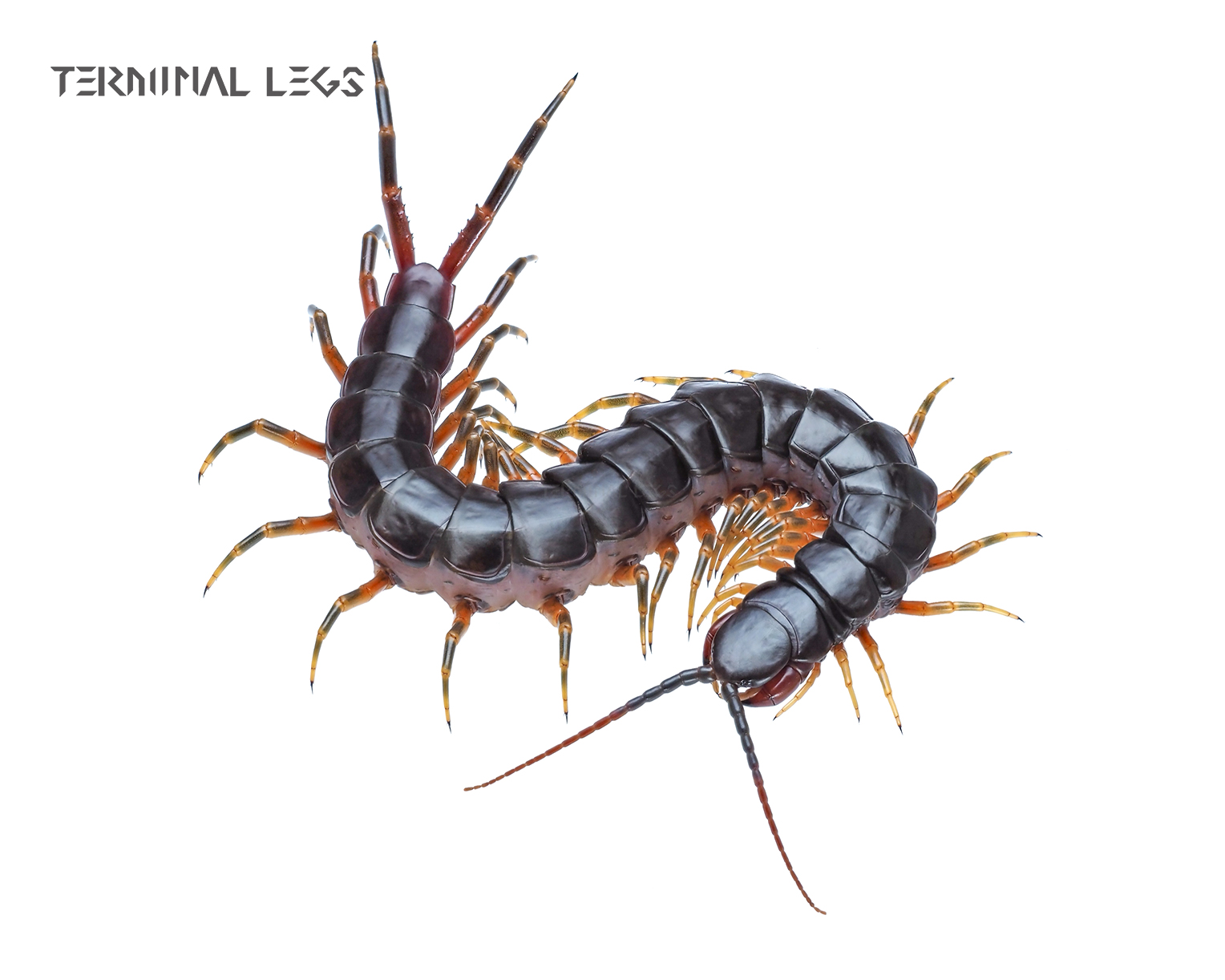 ムカデ | Terminal Legs