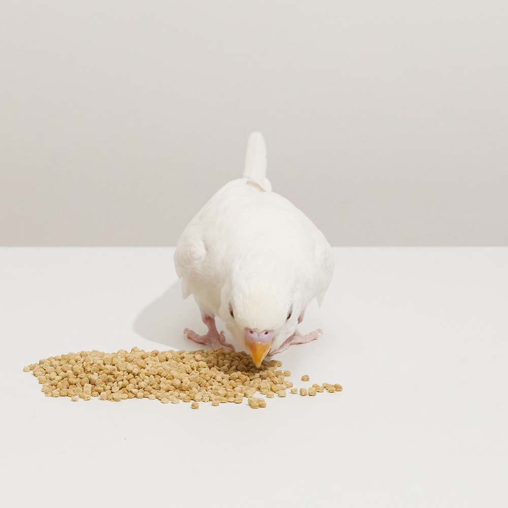 ハリソン アダルトライフタイム スーパーファイン 454g – テラスペット