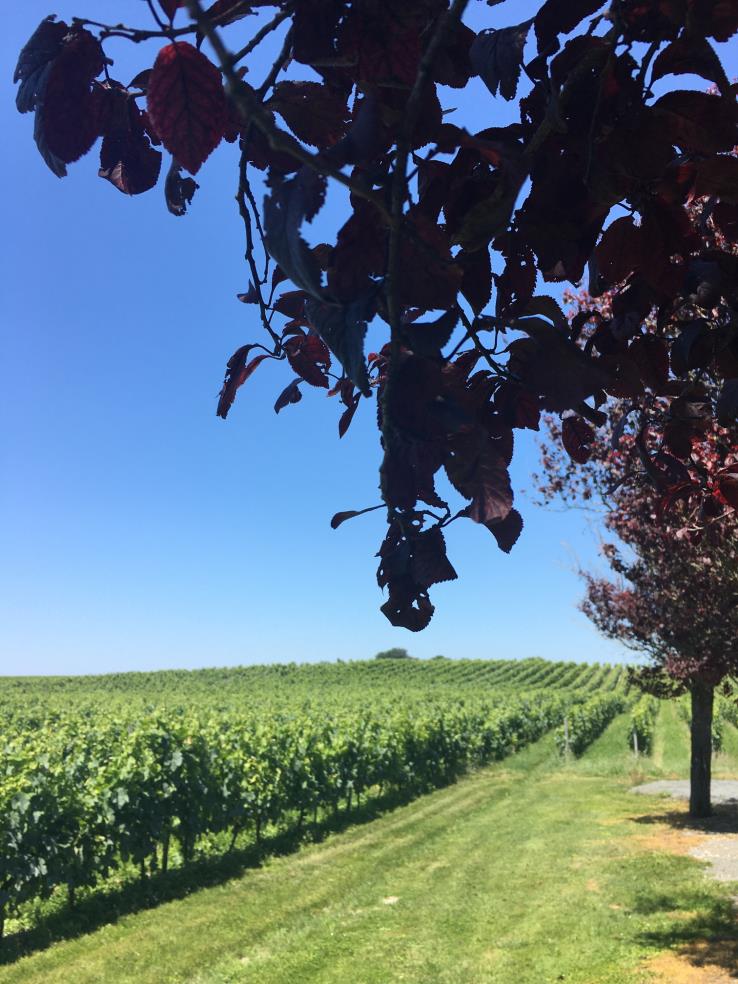 特集体験記事：フランス編 ~ワインと世界遺産をめぐる思い出に残る旅