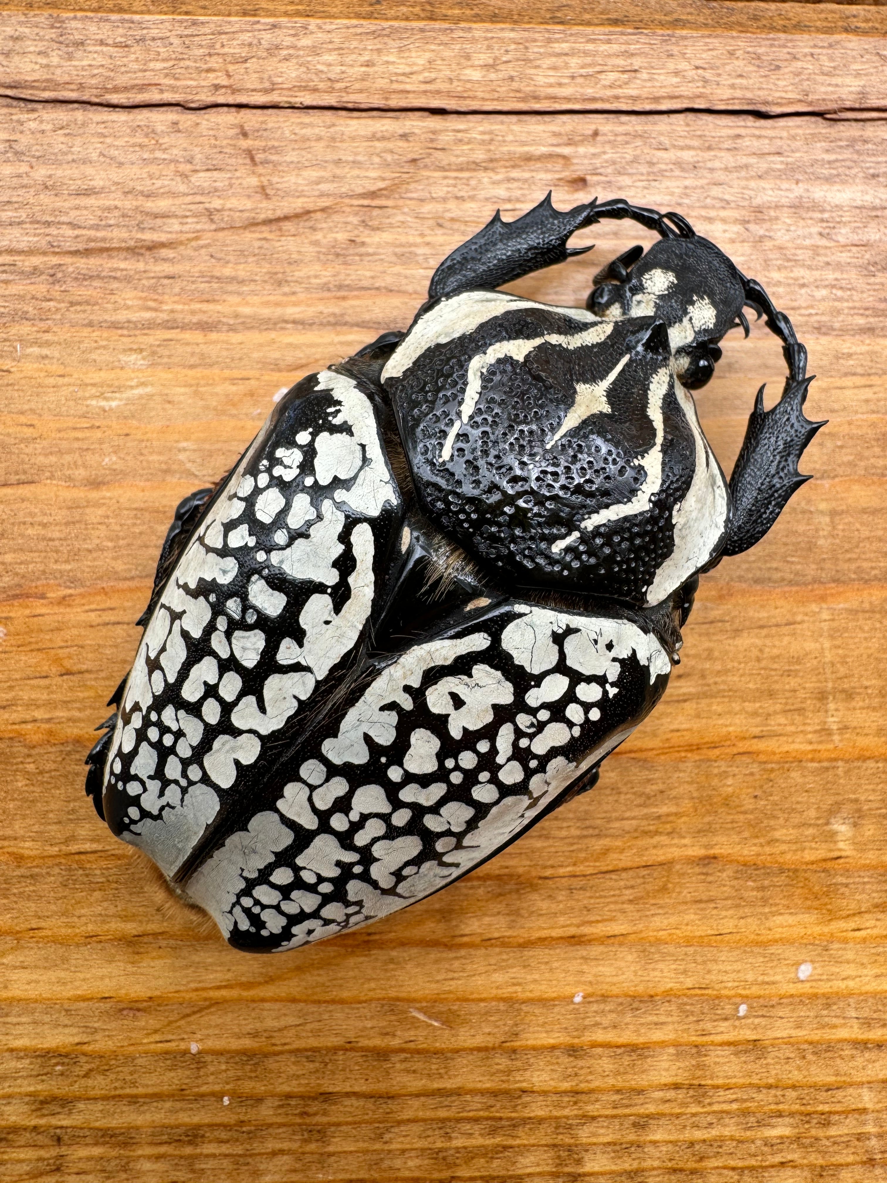 IMG_8818.jpg?v=1714417674&