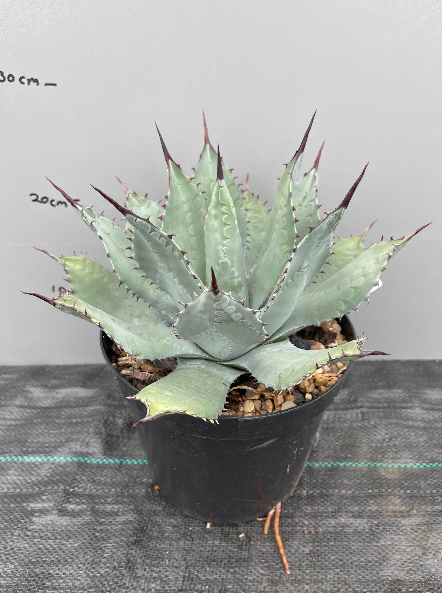 Agave parryi sp. neomexicana - The Palm Grower
