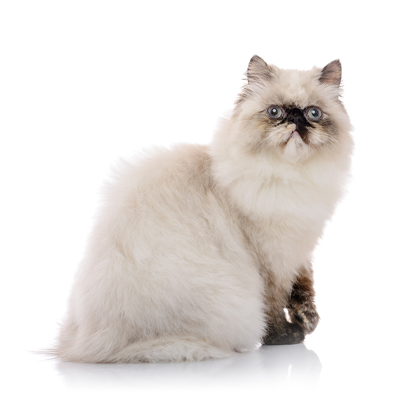 ヒマラヤン - ディスワン・ペッツワン