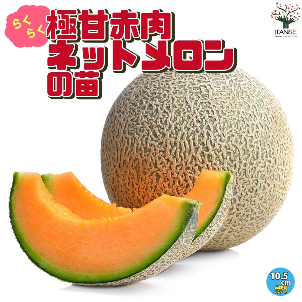 楽天市場】メロン ころたん 苗の通販