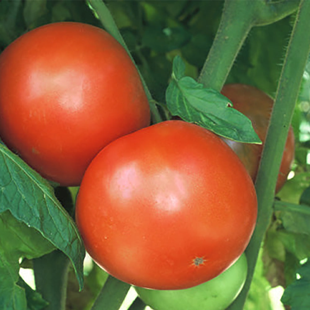 4955_Homestead24FTomato.jpg?v=