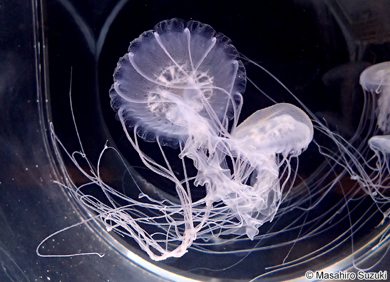 アマクサクラゲ Sanderia malayensis