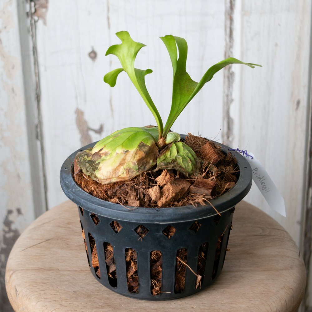 5/26 UP】ビカクシダ リドレイ - tocolier