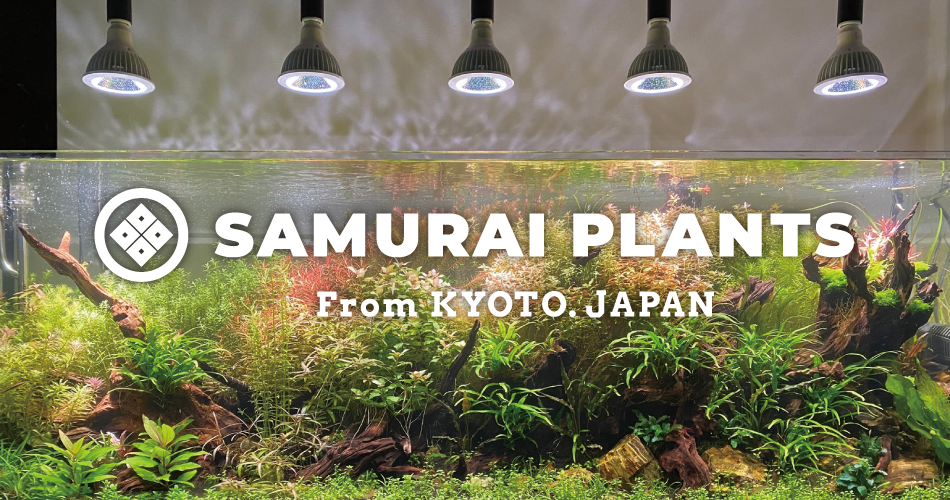 SAMURAI PLANTS | 杜若園芸WEBショップ｜水草の生産販売【通販ショップ】