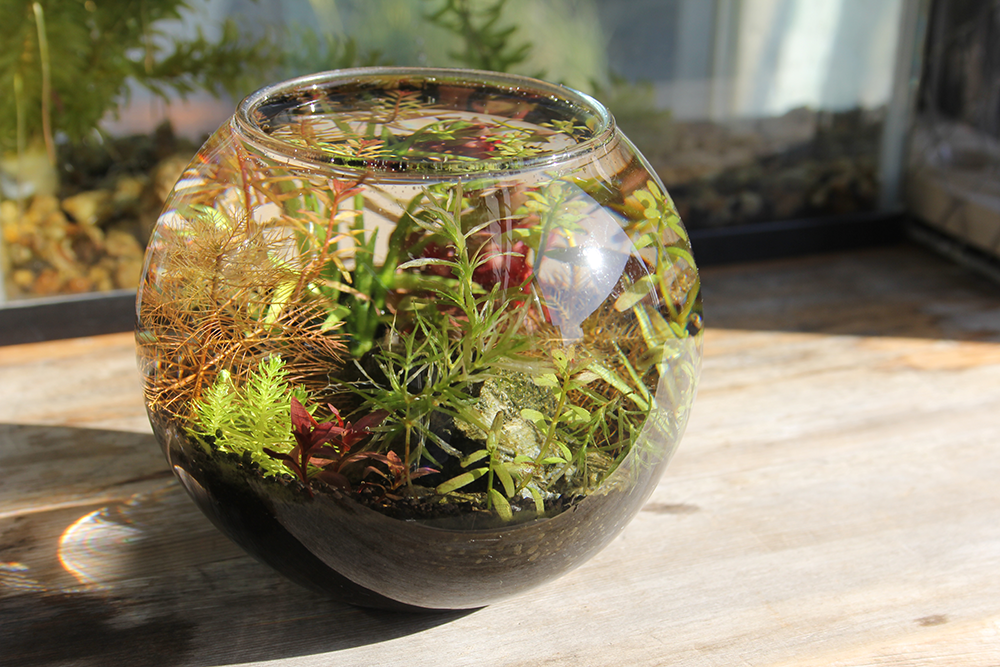 グラス容器 ボール型（特大）Φ24x19cm | 杜若園芸WEBショップ｜水草の