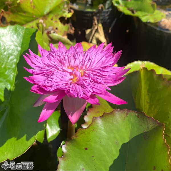 スイレン】 カオヒンソーン(熱帯睡蓮) 19cmカゴ | 杜若園芸WEBショップ