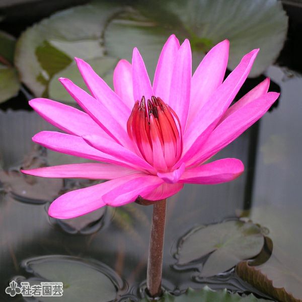 スイレン】 ステラータ(熱帯睡蓮夜咲き） 19cmカゴ | 杜若園芸WEB