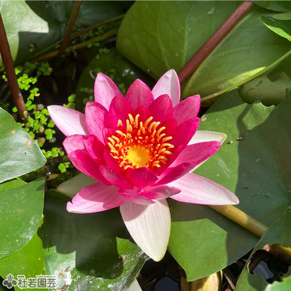 スイレン】 レンブラント(温帯睡蓮・赤色) 12cmポット | 杜若園芸WEB