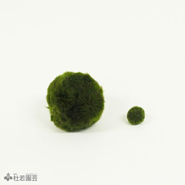 マリモ | 杜若園芸WEBショップ｜水草の生産販売【通販ショップ】