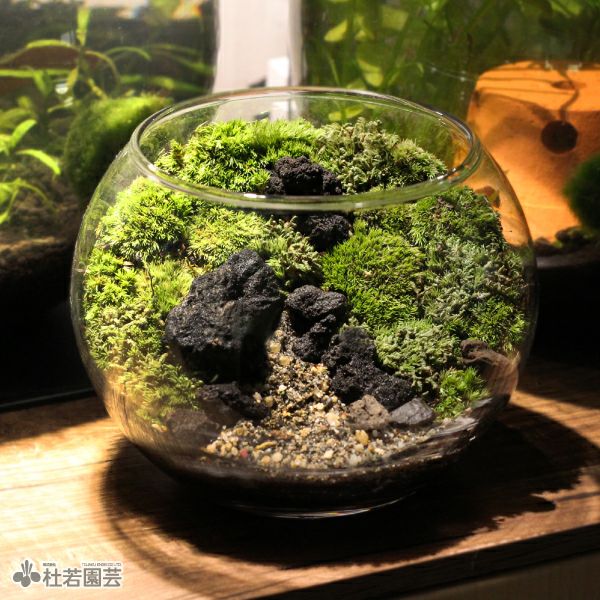 そだつライト付き！カンタン苔テラリウムセット | 杜若園芸WEBショップ