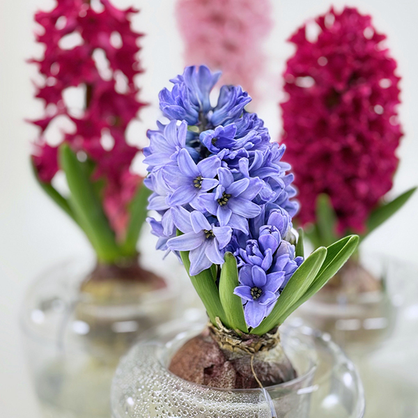 東京優芳園｜水栽培ヒヤシンスキット