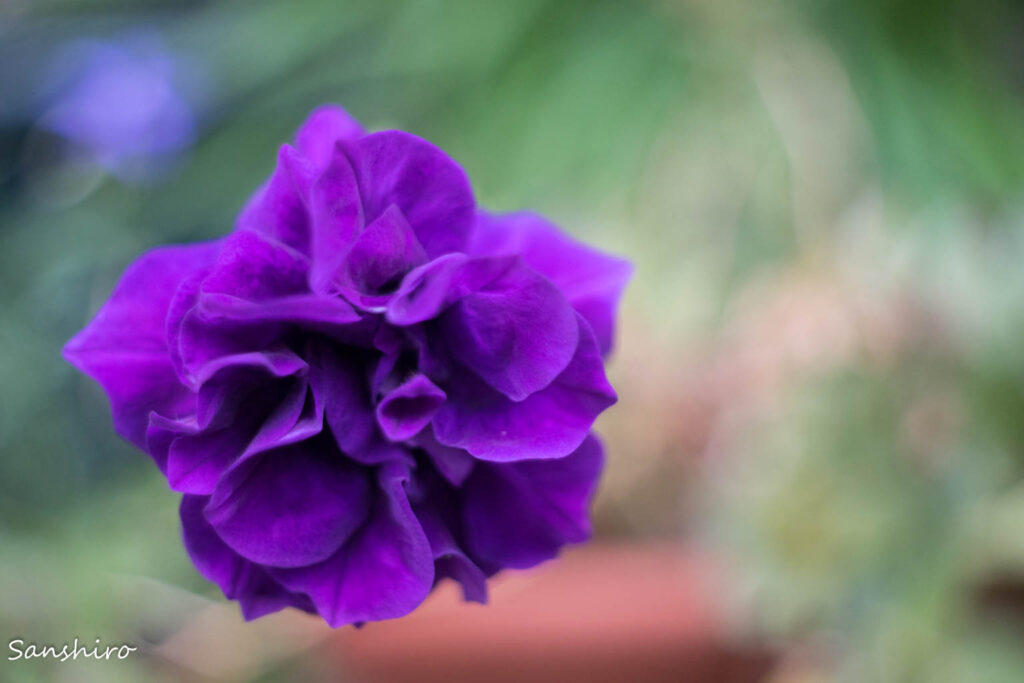 YASHICA ML 35mm F2.8 － ヤシカ ML 35mm F2.8