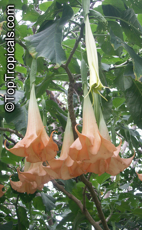 Brugmansia sp. 'Peach' (Angels Trumpet) | Top Tropicals Plant